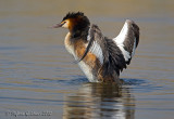 Svasso maggiore (Podiceps cristatus)