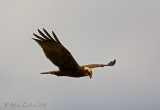 Falco di palude (Circus aeruginosus)