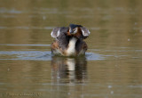 Svasso maggiore (Podiceps cristatus)