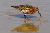 Piovanello (Calidris ferruginea)