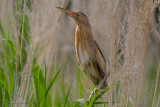 Tarabusino (Ixobrychus minutus)