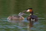 Svasso maggiore (Podiceps crestatus)