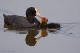 Folaga (Fulica atra)