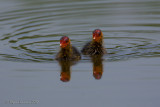 Folaga (Fulica atra)