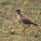 Crowned  Plover