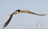 Sooty Tern, Onychoprion fuscata