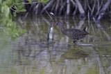 Pollo Manglar.jpg