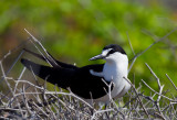 Sooty Tern-1.jpg