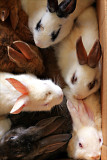 Box of Bunnies.