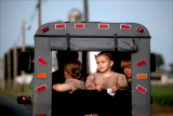 From the back of the buggy.