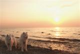 My dogs sunset