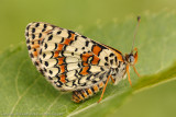 Kaukasische Parelmoervlinder - Caucasian Spotted Fritillary - Melitaea interrupta