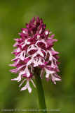 Purperorchis - Lady Orchid - Orchis Purpurea
