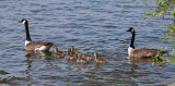 Canada Goose Family on the Potomac (DWF107)