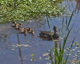 Black Duck Family Anas rubripes (DWF111)