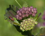 Red Milkweed Beetle Tetraopes tetrophthalmus (DIN197)