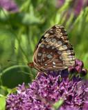 Great Spangled Fritillary Butterflies