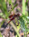 Calico Pennant Dragonfly, Celithemis elisa (DIN200)
