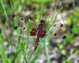 Calico Pennant Dragonfly, Celithemis elisa (DIN201)