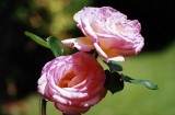 macro roses.jpg