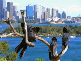 View from Taronga Zoo.jpg