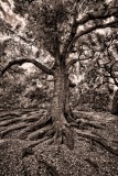 Oak Tree