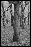 Springhill Park Trees