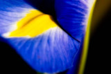 Iris Detail