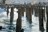 Carquinez Pilings II