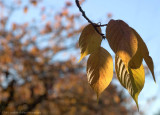 Late Autumn Leaves