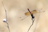 Dragonfly on Mount Shasta