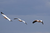 Pelicans in Flight