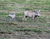 Warthogs