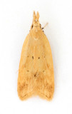 0861 Acompsia schmidtiellus