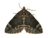 1764 Common Marbled Carpet
