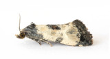 0964 Cochylis dubitana