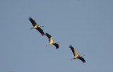 Kraanvogels boven Mechelen