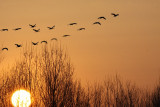 Kraanvogels boven Mechelen