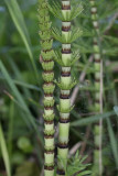 Reuzenpaardenstaart - Equisetum telmateia