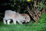 Lynx (wildpark)