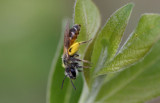 Andrena ventralis - roodbuikje
