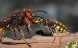 Vespa cabro versus Vespula vulgaris