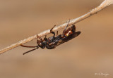 Nomada-flavoguttata