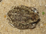 Arenophryne xiphorhyncha
