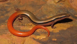 Lerista flammicauda