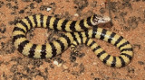 Simoselaps littoralis