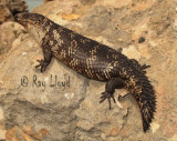 Egernia stokesii badia