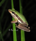 Litoria adelaidensis