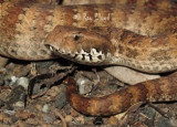 Snakes of Australia (Elapidae)