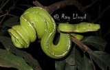 Morelia viridis